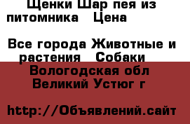 Щенки Шар пея из питомника › Цена ­ 25 000 - Все города Животные и растения » Собаки   . Вологодская обл.,Великий Устюг г.